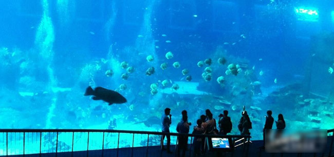 S.E.A.海洋馆，世界最大水族馆：S.E.A.海洋馆位于圣淘沙名胜世界，是经吉尼斯认证过的世界上最大的水族馆。