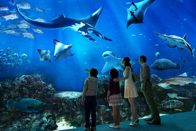 S.E.A.海洋馆，汇集了超过800种海洋生物。