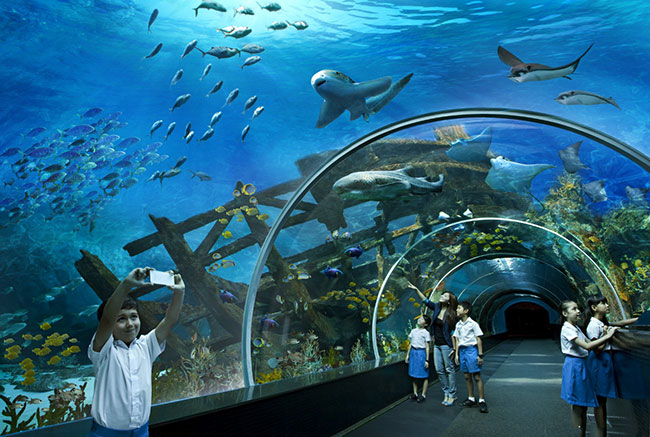 S.E.A.海洋馆，体验与超过200只鲨鱼仅一‘墙’之隔的触目惊心。