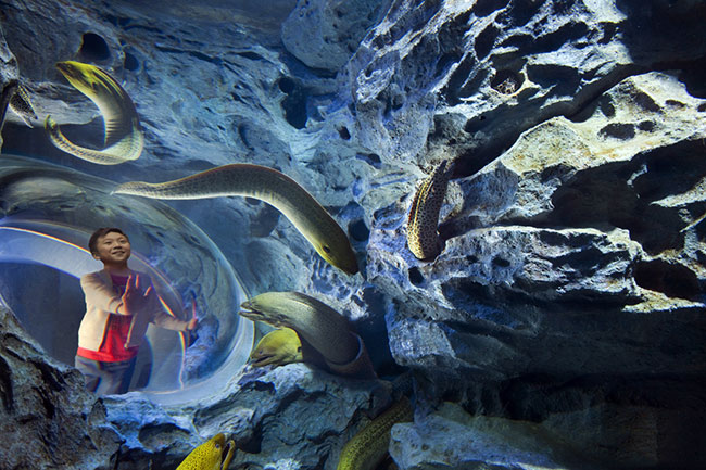 S.E.A.海洋馆，追踪四处游窜的海鳝，在石缝中发现修长滑溜的身影。