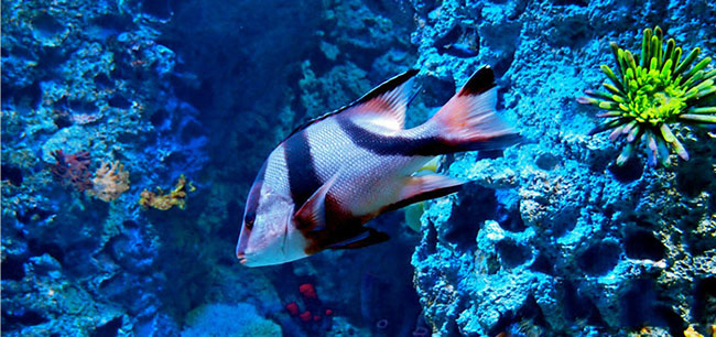 S.E.A.海洋馆，观赏鱼类：海洋馆里可以看到各种从珊瑚丛中穿过的鱼类，深受孩子们的喜爱。