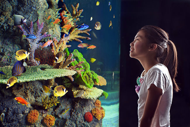 S.E.A.海洋馆，观赏鱼类：海洋馆里可以看到各种从珊瑚丛中穿过的鱼类，深受孩子们的喜爱。